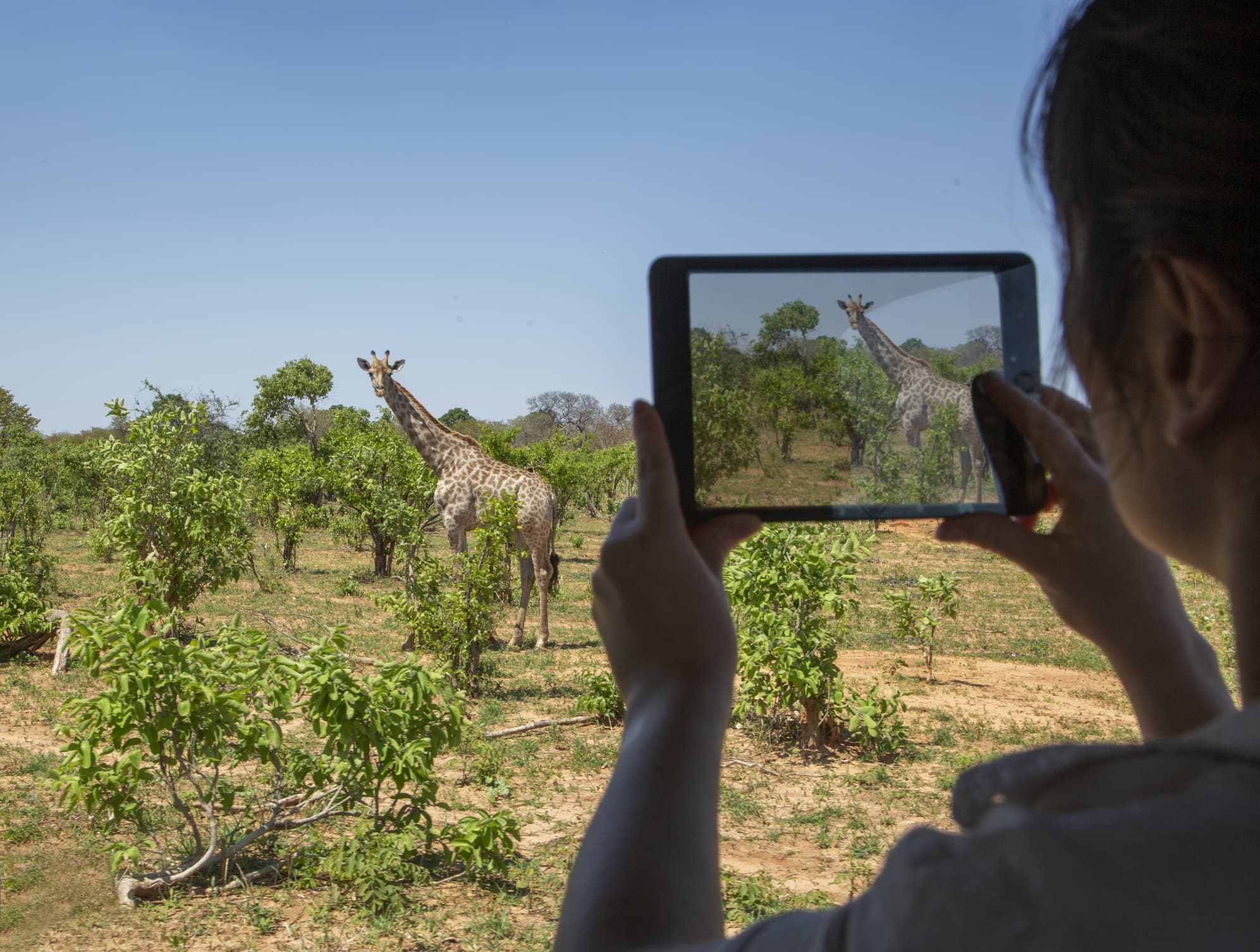 Botswana. Woman photographing giraffe in Chobe National Park with tablet.